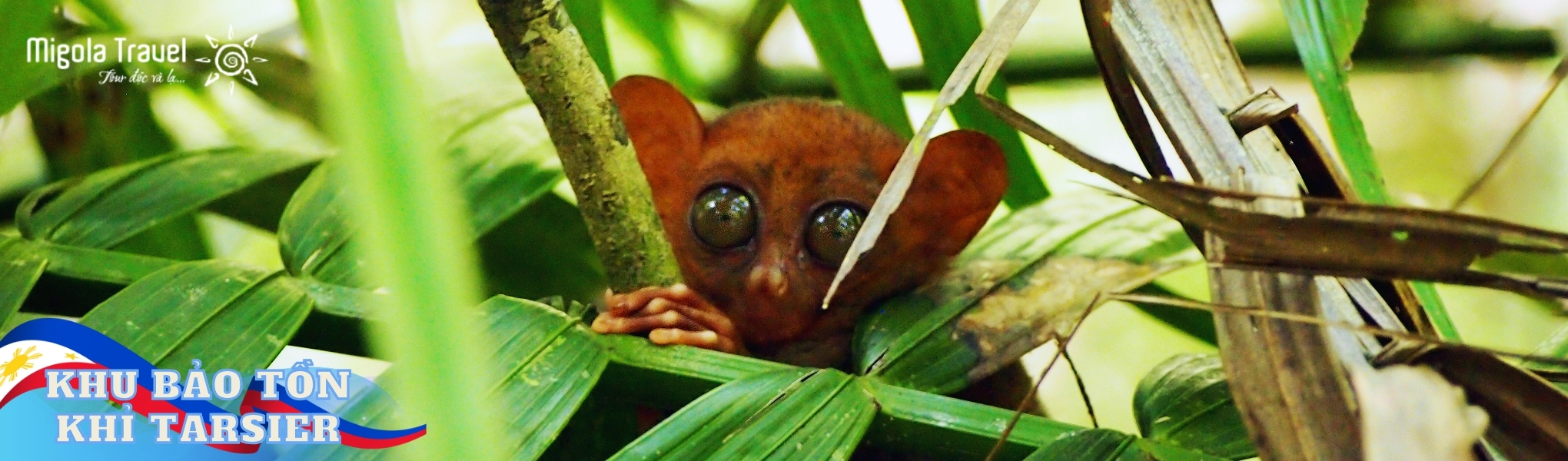 Loài linh trưởng nhỏ nhất thế giới với đôi mắt to tròn đặc trưng. Đây là loài động vật quý hiếm, nhạy cảm và là "linh vật" biểu tượng cho sự bảo tồn thiên nhiên tại Bohol.