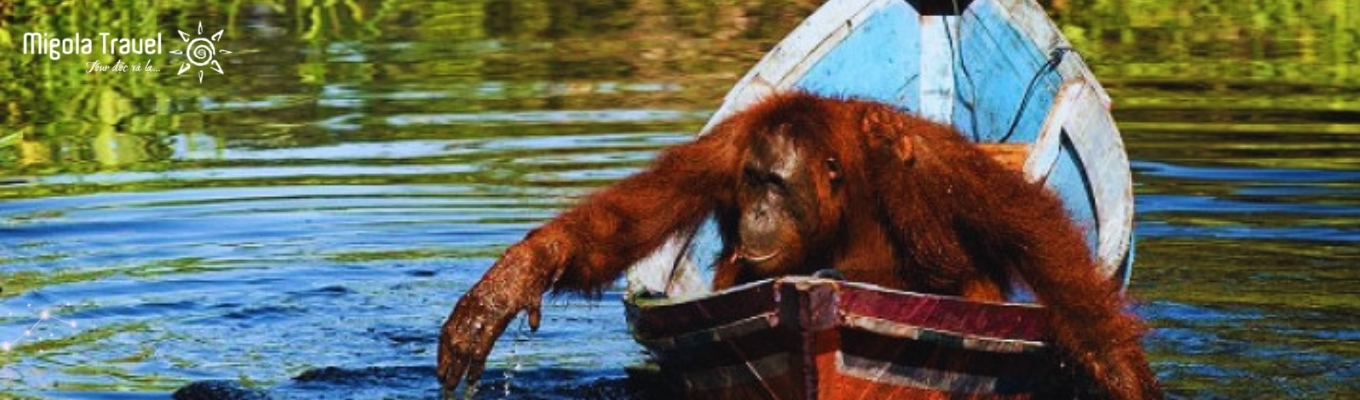 Trạm cho ăn Tanjung Harapan – nơi quý khách có cơ hội quan sát đười ươi trong môi trường tự nhiên. Đây là một trong những điểm đầu tiên được thiết lập để hỗ trợ đười ươi bán hoang dã. Quý khách tận mắt xem hoạt động sinh sống của loài như cảnh: đười ươi trưởng thành ăn thức ăn, con non bám theo mẹ, các hành vi xã hội rất gần với con người,…